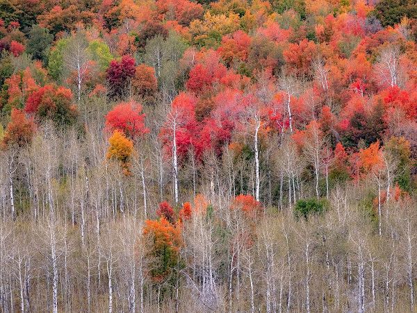 Gulin, Sylvia 아티스트의 USA-Idaho-Highway 36 west of Liberty and hillsides covered with Canyon Maple and Aspens in autumn작품입니다.